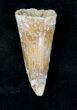 Large Cretaceous Fossil Crocodile Tooth - Morocco #19124-1